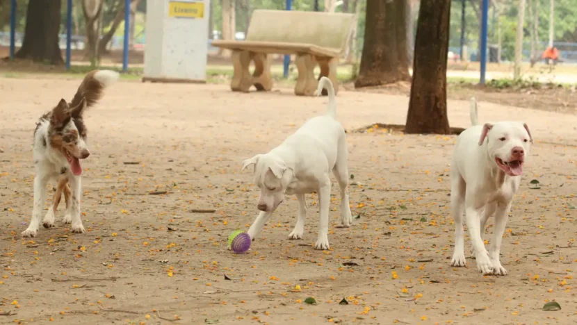 tutores com caes no parcao espaco exclusivo para cachorros na praca ayrton senna do brasil rvsa abr 103020210148 1