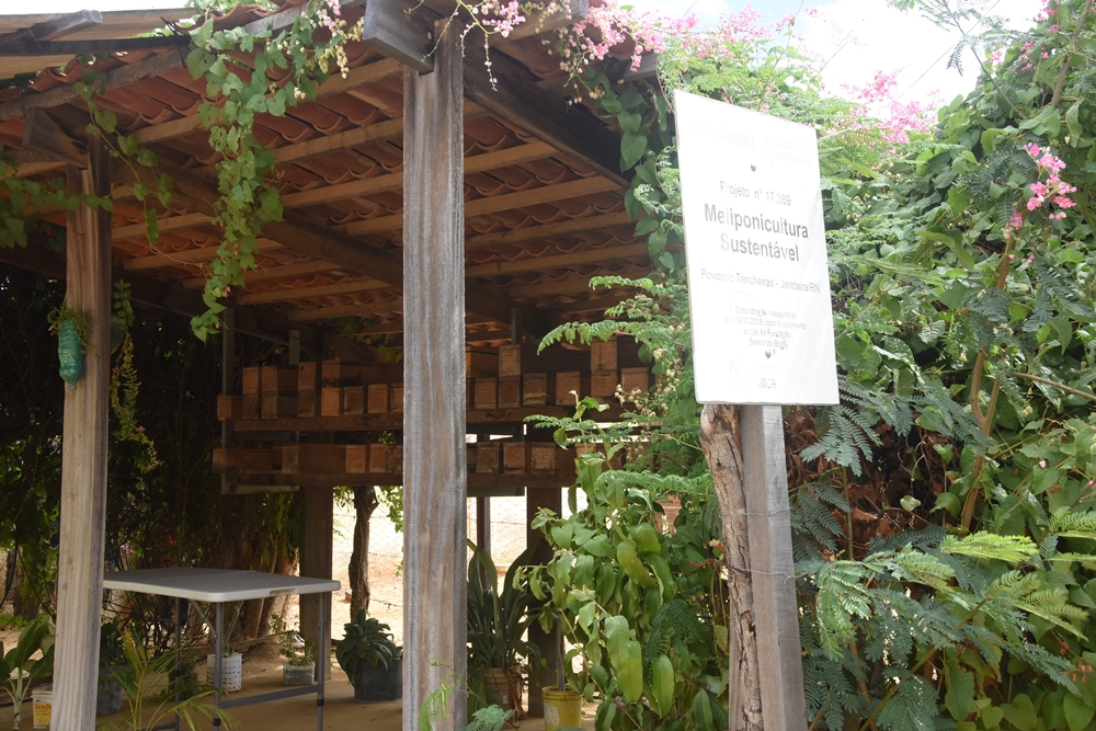 Abelhas (6)