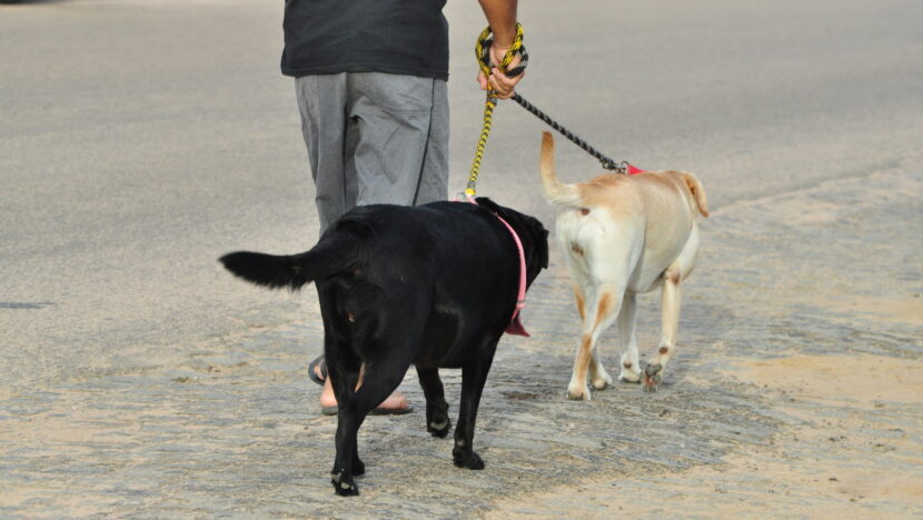 Cães, cachorros - Foto: José Aldenir / AgoraRN