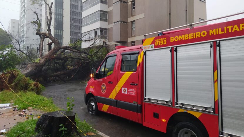Após chuvas intensas, árvore cai em Tirol, Zona Leste de Natal - Foto: José Aldenir/Agora RN