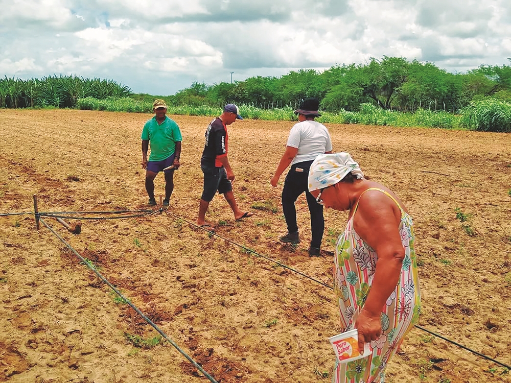 plantação