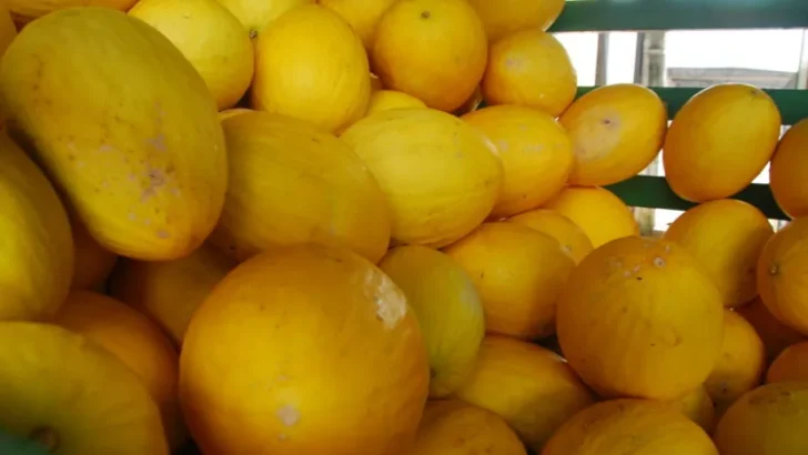 Frutas produzidas para exportação em contexto de tarifas comerciais dos Estados Unidos