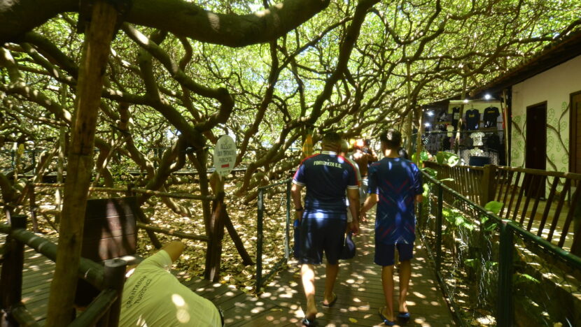 Justiça determina poda do Maior Cajueiro do Mundo e provoca debate em PaRio Grande do Norteamirim - Foto: José Aldenir/Agora RN