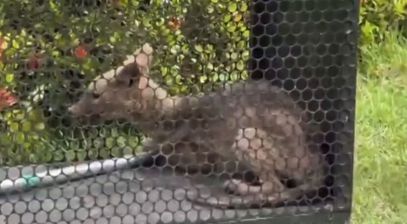 Raposa aparece na GoveRio Grande do Norteadoria do RN e encanta pessoas; Bombeiros resgatam animal