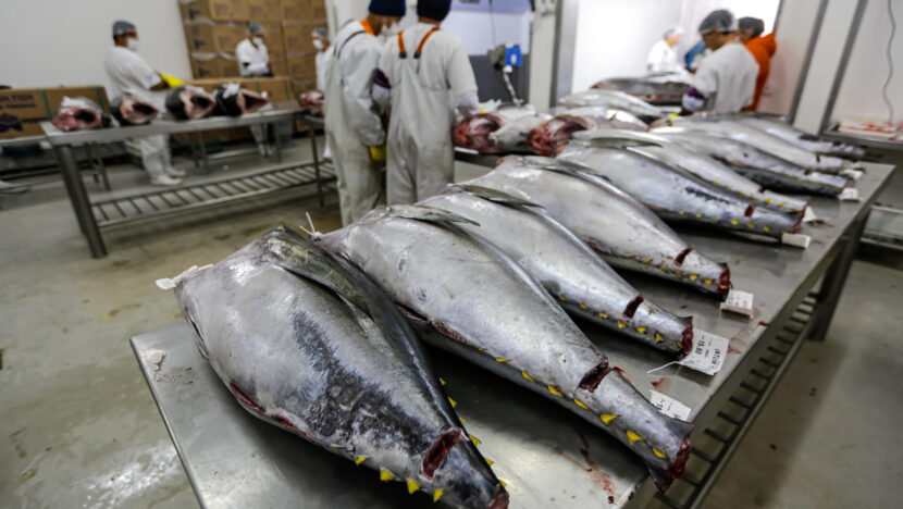 pesca fieRio Grande do Norte