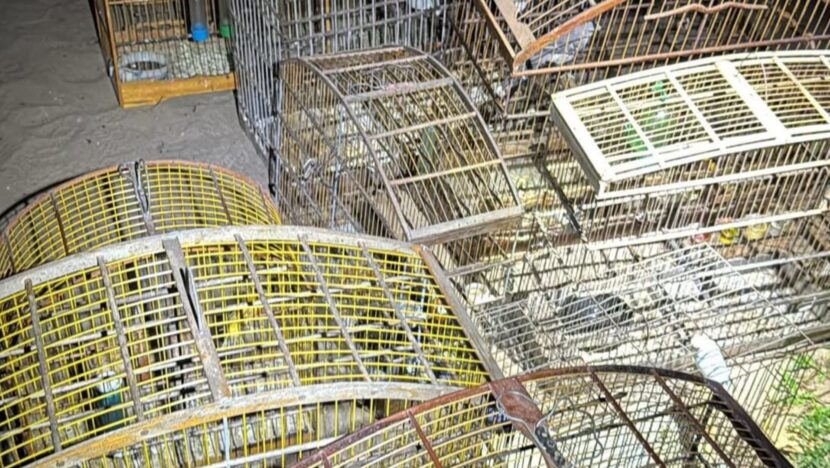 Homem é preso com aves silvestres e munições em maxaranguape | notícias do rio grande do norte Foto: PMRN