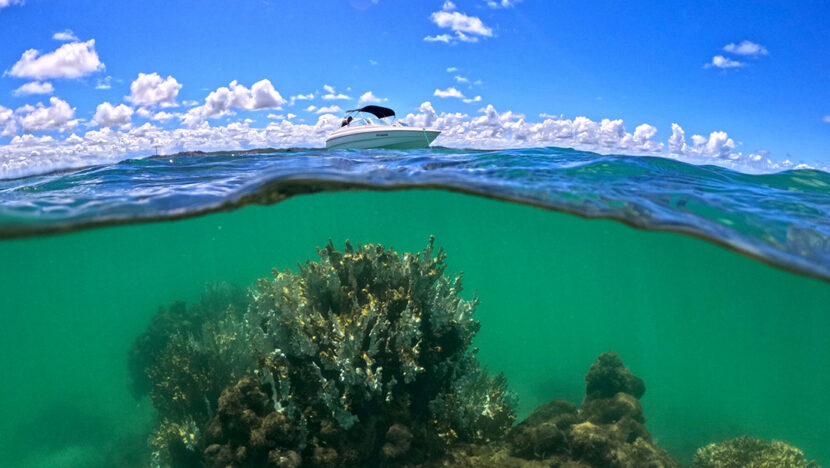 Colônias de coral de fogo branqueadas, esbranquiçadas e parcialmente mortas, sob a água