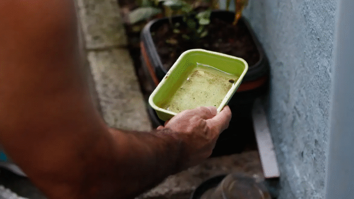Vírus causador do chikungunya ainda traz uma série de preocupações para o Brasil. - Foto: FeRio Grande do Norteando Frazão/Agência Brasil