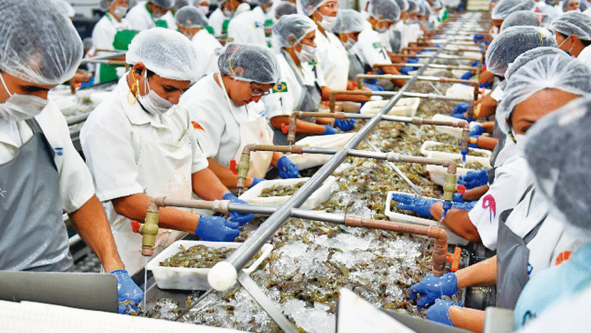 Projeto de lei busca incrementar produção de camarão no Rio Grande do Norte - Foto: Elisa Elsie