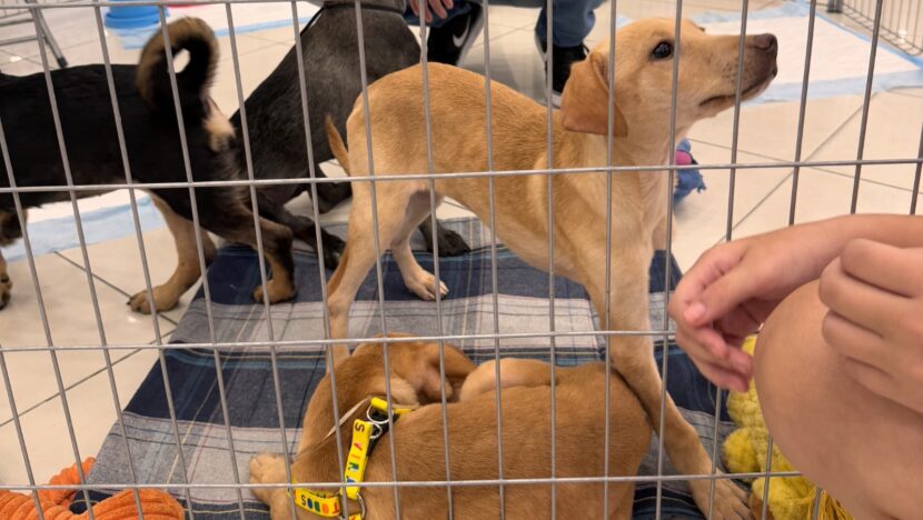 Cães e gatos resgatados poderão ser adotados em natal em ação do carrefour e aspan | notícias do rio grande do norte WhatsApp Image 2025 10 13 at 14.40.36