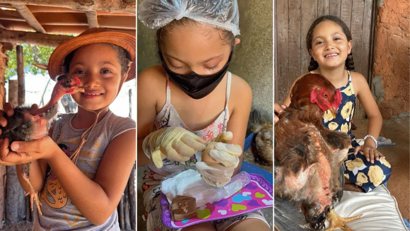 [VÍDEO] Menina de 7 anos viraliza ao ajudar pintinhos a nascer em sítio no interior do RN - Agora RN