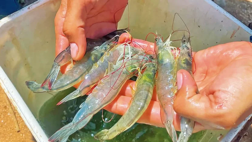 Projeto pretende inserir 150 novos pequenos criadores de camarão no RN - Foto: Reprodução