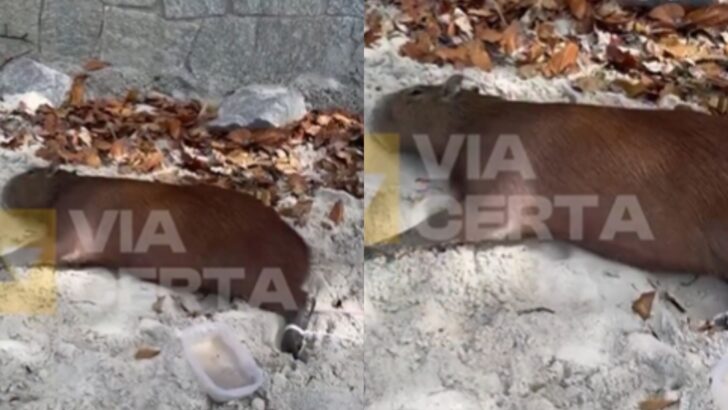 MODELO FOTO PORTAL (22)