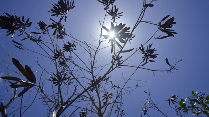 Sol Calor (2)