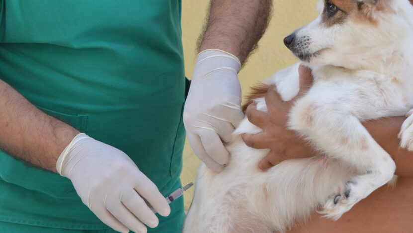Vacinação Contra Raiva Cão e Gato (7)