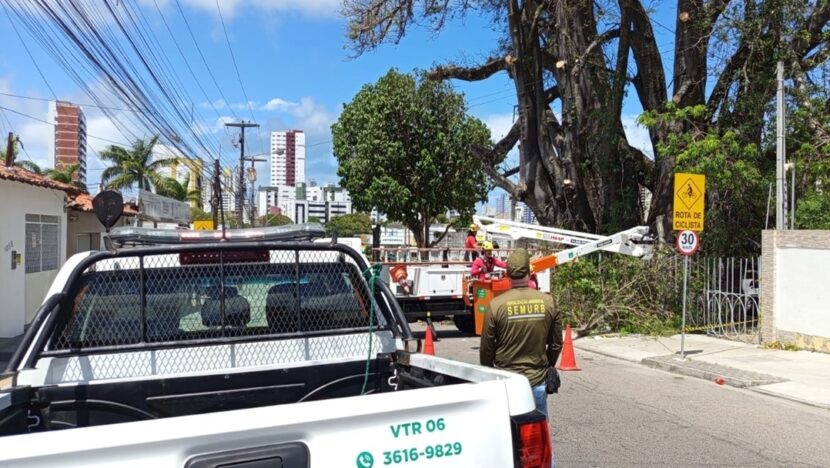 Parte do baobá do poeta cai e derruba muro e passa por intervenção emergencial | notícias do rio grande do norte Parte do Baobá do Poeta cai e derruba muro e passa por intervenção emergencial
