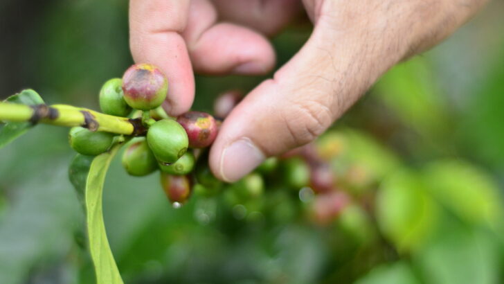 Fazenda Café Jaçanã RN (25)