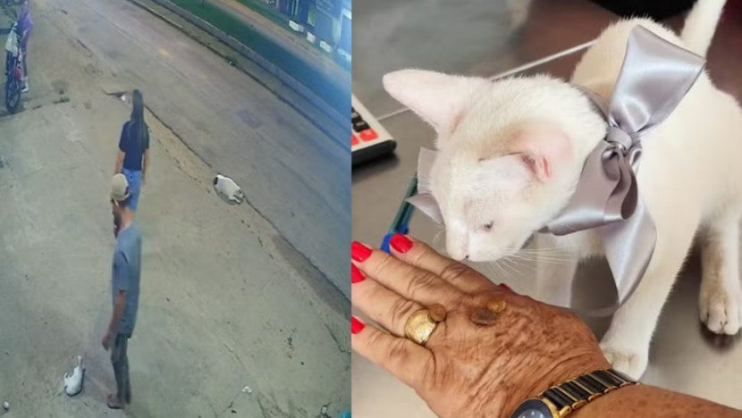 GATINHO