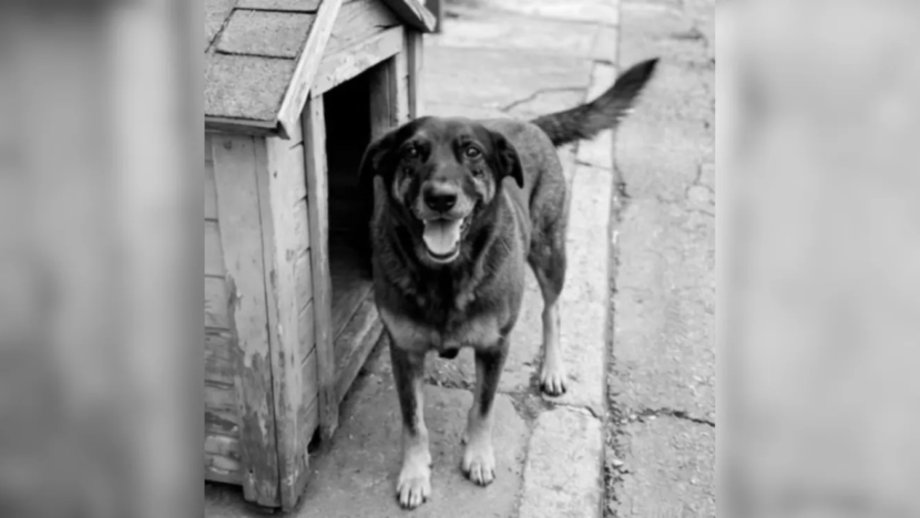 Orelha: quando a crueldade contra um cão expõe feridas da sociedade - Foto: Reprodução