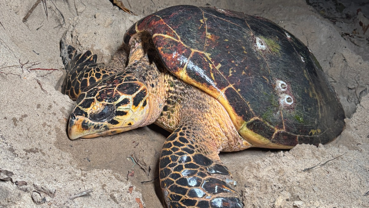 Quatro espécies de tartarugas-marinhas estão entre os animais ameaçados de extinção no rn | notícias do rio grande do norte image