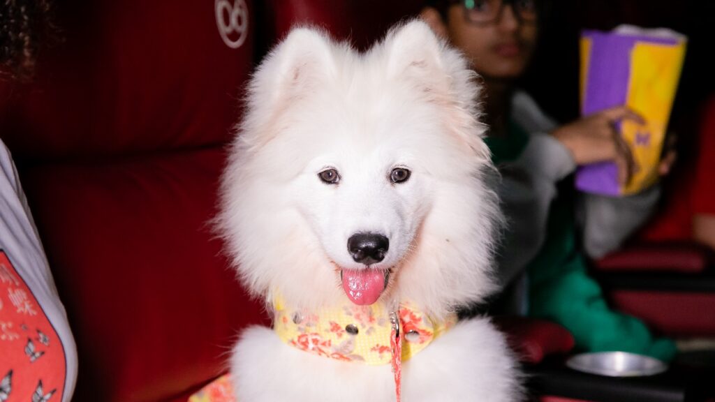 Cinepet 004