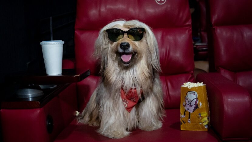 Cinepet Bob Brown