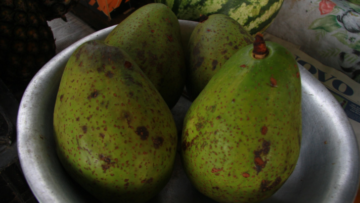 Abacate - José Aldenir