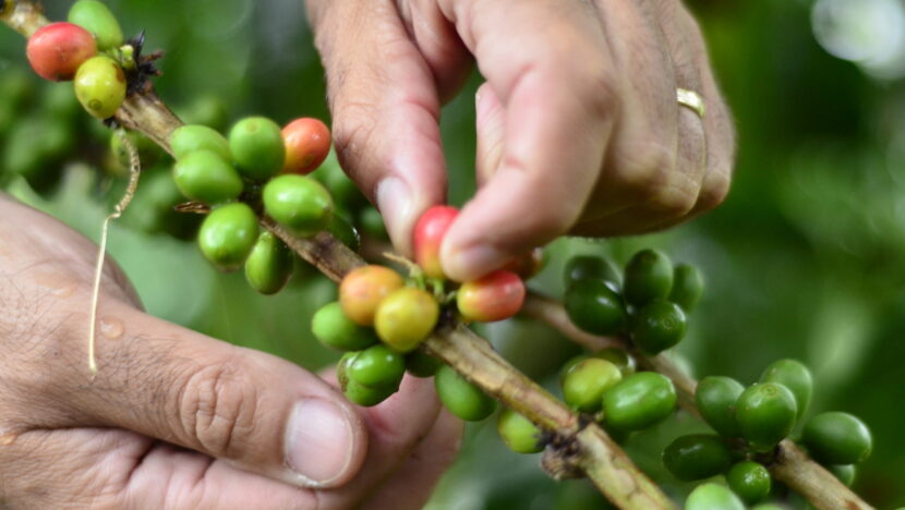 Fazenda Café Jaçanã RN (16)