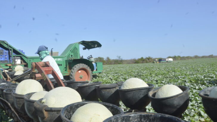 Fazenda Famosa Coleta do Melao Mossoro RN 15 930x524