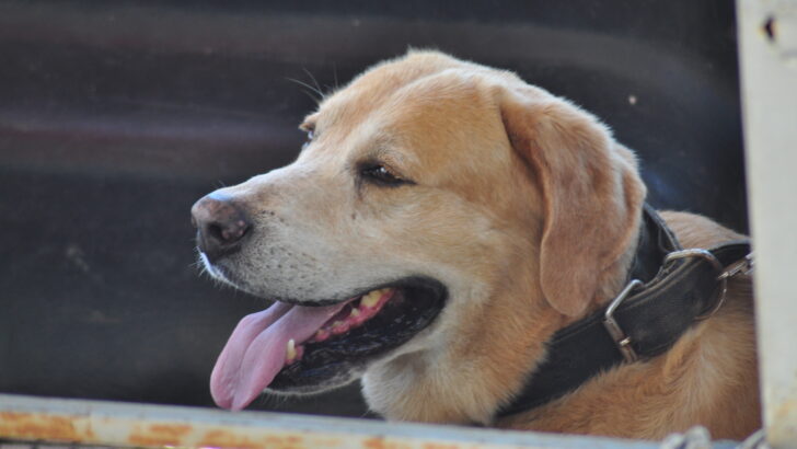 Pipa Agora 3 edição Cão , Cachorro Labrador (149)