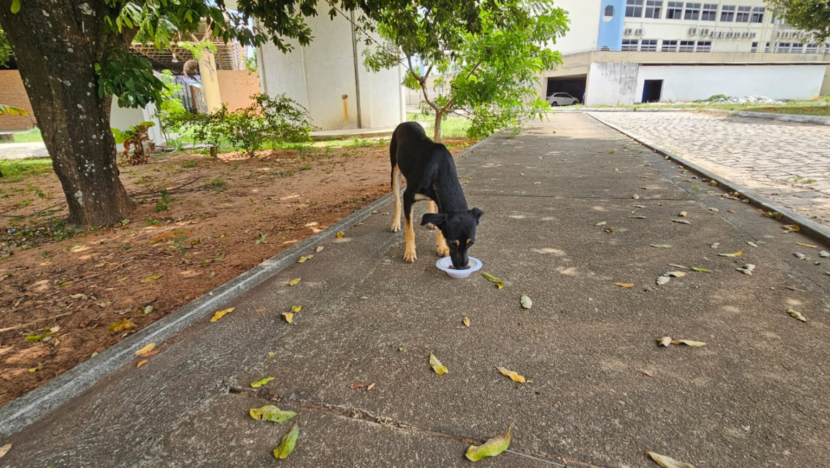 cachoroueRio Grande do Norte1