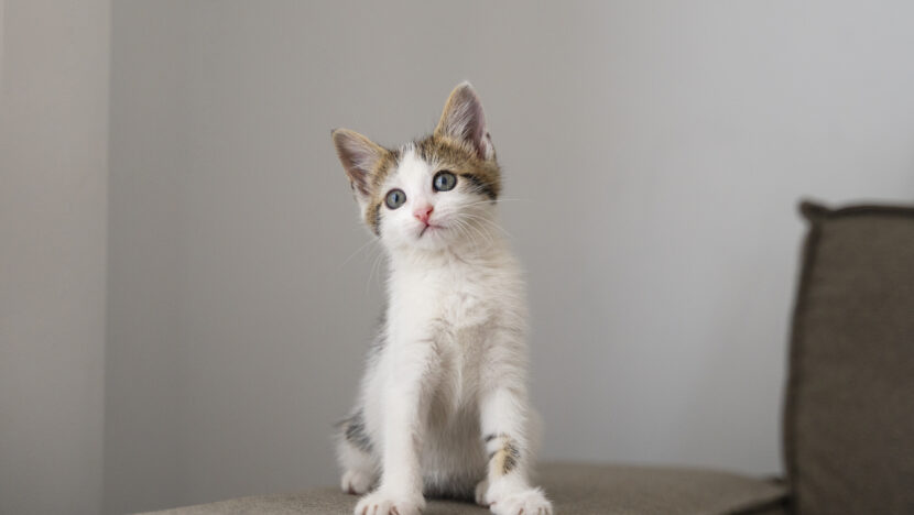 cute cat spending time indoors
