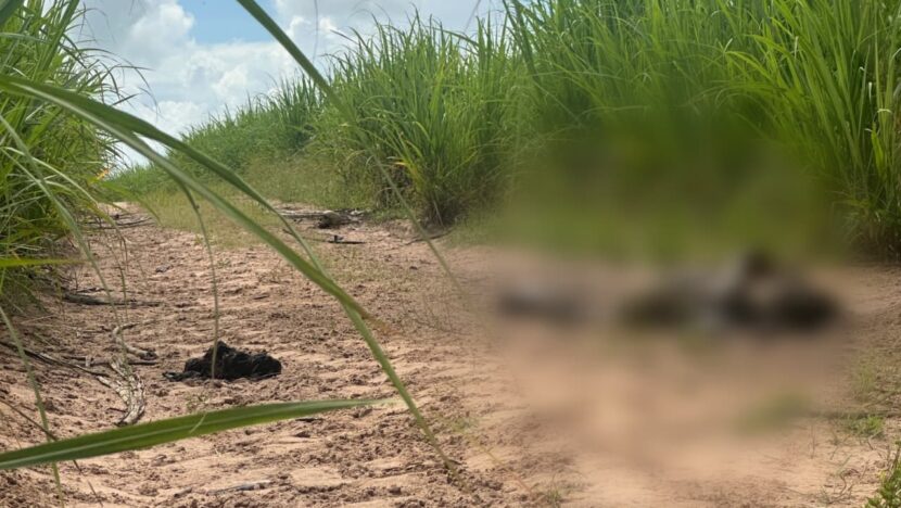 Corpo em decomposição é encontrado em canavial em Nísia Floresta, no RN - Foto: Reprodução