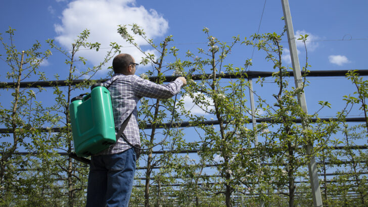 male agronomist treating apple trees with pesticides orchard