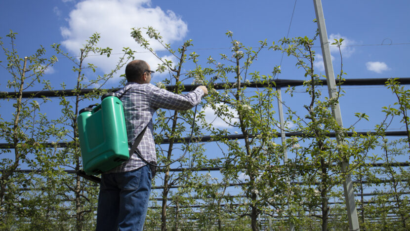male agronomist treating apple trees with pesticides orchard
