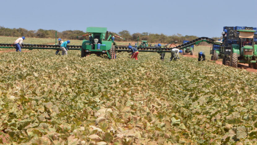 Bancos terão de checar níveis de desmatamento | notícias do rio grande do norte produção rural (1)