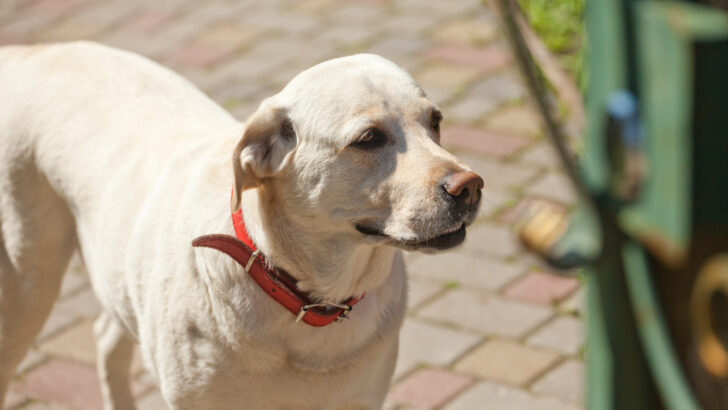 white dog with red collar stands outside