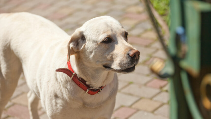 white dog with red collar stands outside