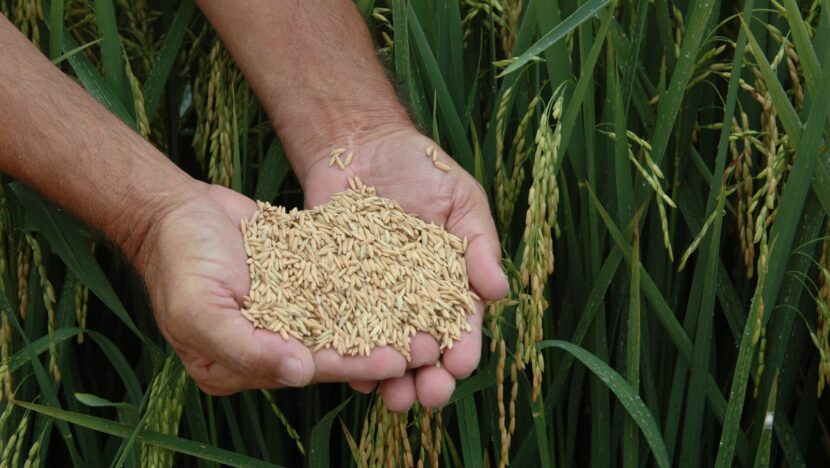 Arroz foto Aires Mariga Epagri
