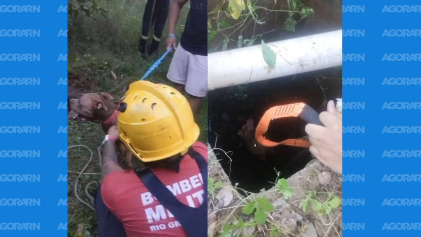 Bombeiros resgatam cachorro que caiu em fossa em extremoz | notícias do rio grande do norte Design sem nome (1)