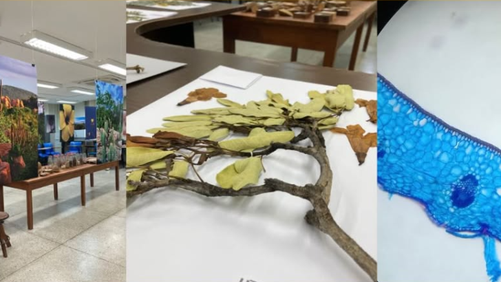 É com grande satisfação que anunciamos a abertura da exposição “Flora do Rio Grande do Norte co