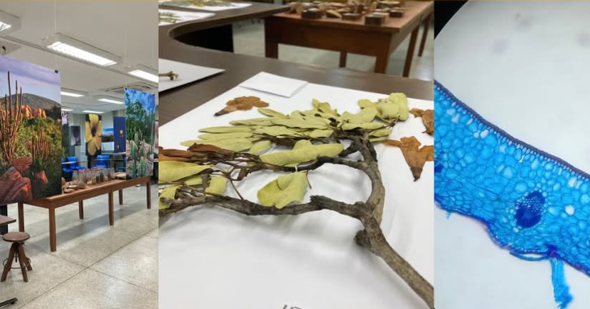 É com grande satisfação que anunciamos a abertura da exposição “Flora do Rio Grande do Norte co