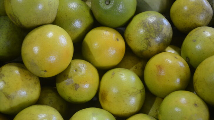 Laranja Lima (2)