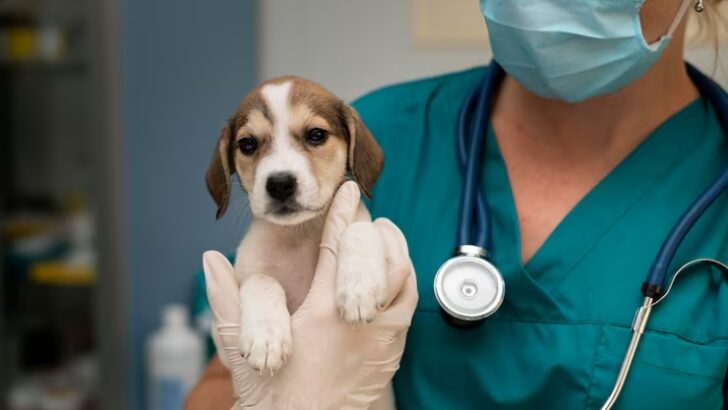 Medicina veterinária