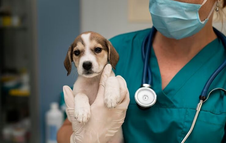 Medicina veterinária