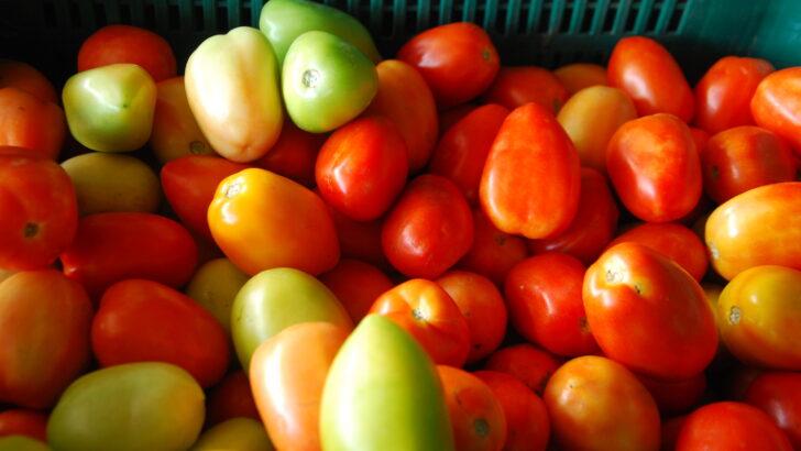 Tomate Ceasa RN (5)