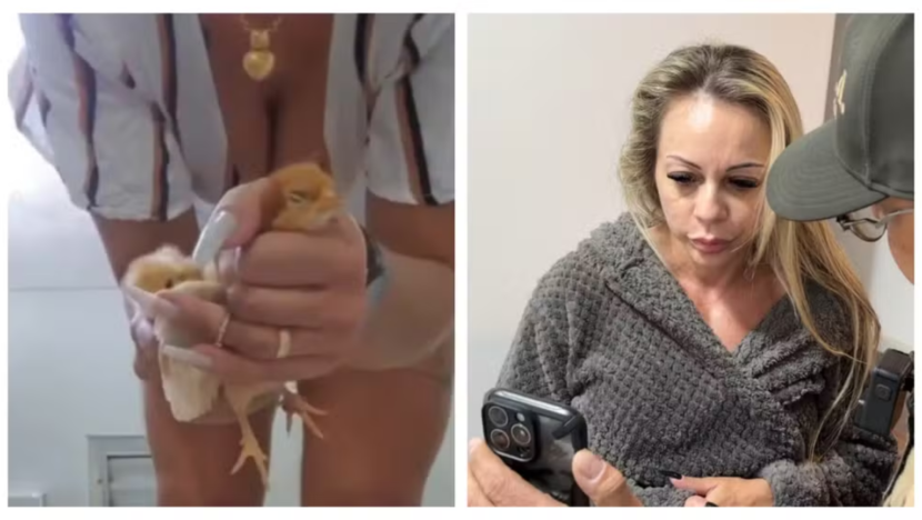 animais violencia