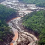 reflorestamento de areas atingidas em mariana281120151202