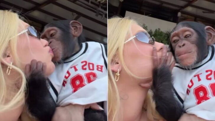 virginia macaco