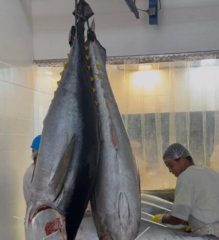Pesca industrial do rn inicia retomada de fôlego após alívio tarifário dos eua | notícias do rio grande do norte Atum 02